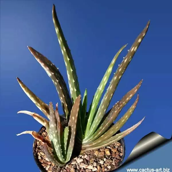 Aloe chinensis