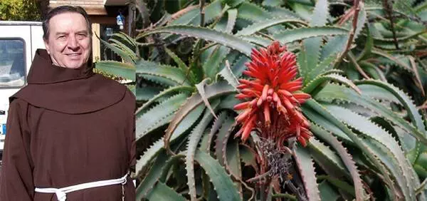 Recette Aloe Arborescens Pere Romano Zago
